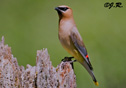 Bombycilla cedrorum